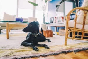 Pet-Friendly Condo in Phuket: A black dog lying on a rug in a stylish home.